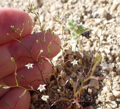 Nemacladus pinnatifidus
