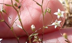 Nemacladus pinnatifidus