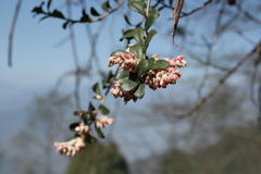 (c) Barry Stewart, some rights reserved (CC BY) Gaultheria nummularioides, photograph (c) Barry Stewart, some rights reserved (CC BY)