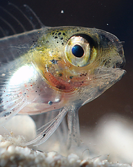 Parablennius postoculomaculatus