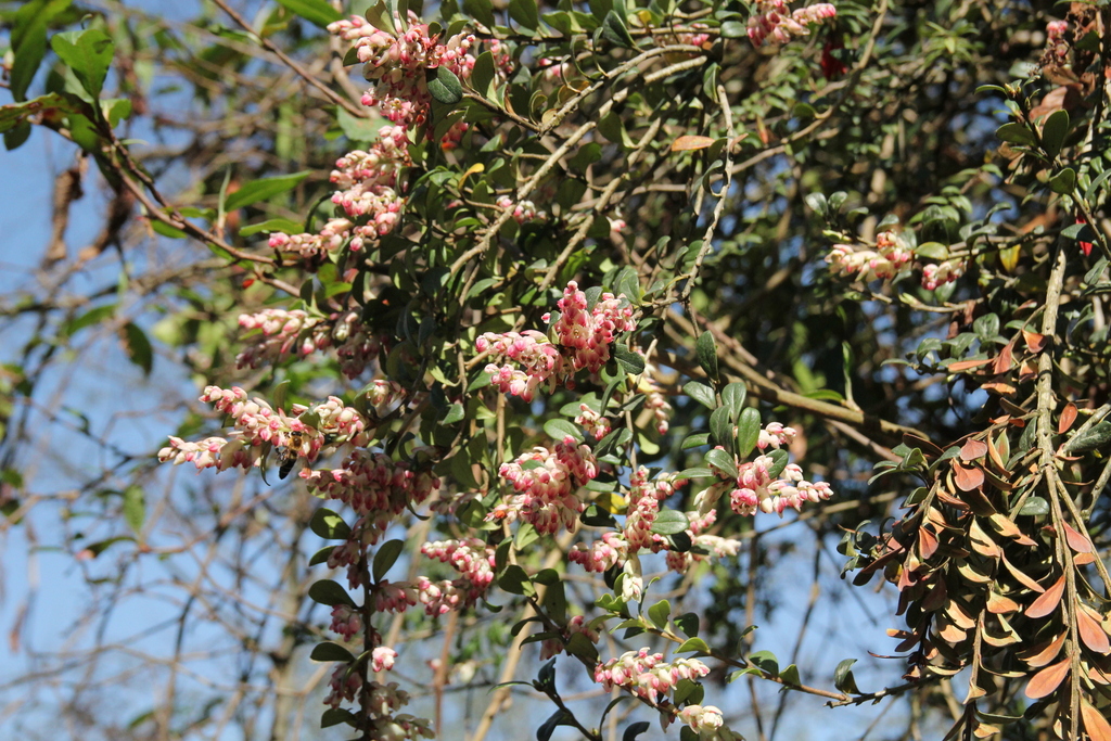Gaultheria nummularioides; photograph (c) Barry Stewart, some rights reserved (CC BY)