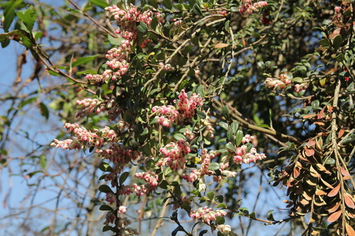 Gaultheria nummularioides