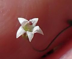 Nemacladus pinnatifidus