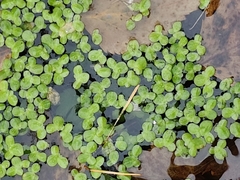 Lemna minor