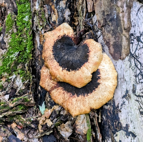 Dryad's Saddle