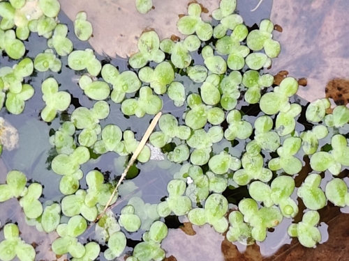 Lemna minor, photograph 1