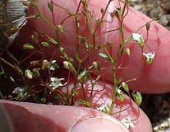 Nemacladus pinnatifidus