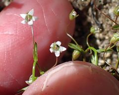 Nemacladus pinnatifidus