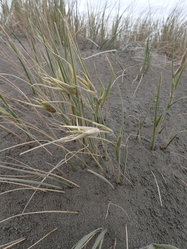 Spinifex sericeus, photograph 5