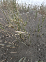 Spinifex sericeus, photograph (c) Arnim Littek, some rights reserved (CC BY)