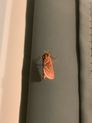 Orange Swift