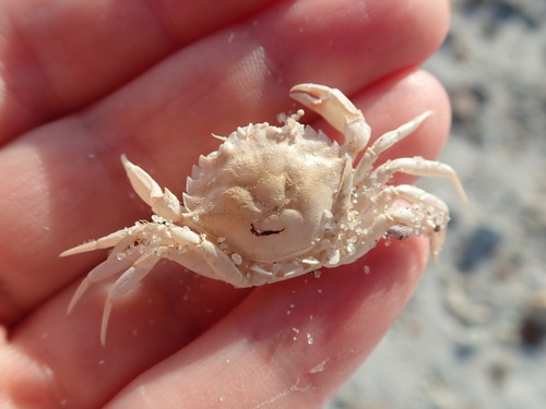 European Green Crab