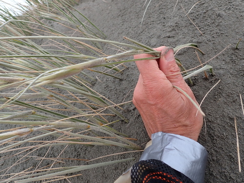 Spinifex sericeus, photograph 6