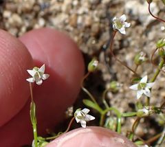 Nemacladus pinnatifidus