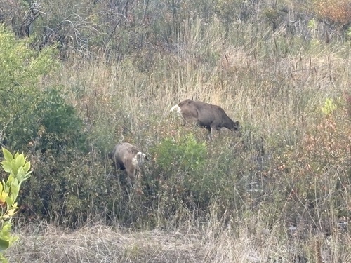 Mule Deer