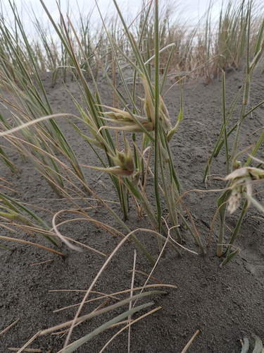 Spinifex sericeus, photograph 4