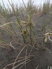 Spinifex sericeus, photograph (c) Arnim Littek, some rights reserved (CC BY)