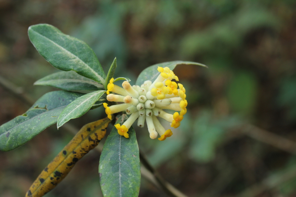 Edgeworthia gardneri; photograph (c) Barry Stewart, some rights reserved (CC BY)
