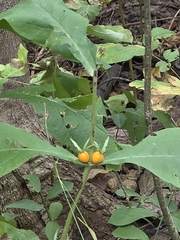 Triosteum aurantiacum, photograph author not stated, no rights reserved