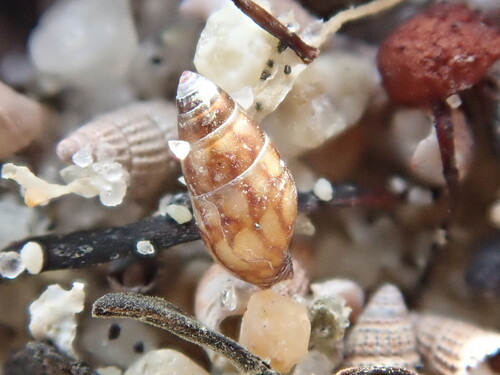 Lunate Dove Shell