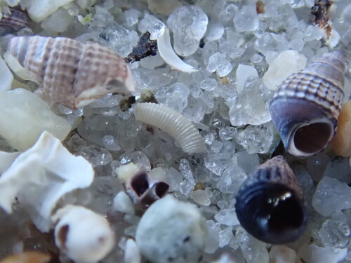 Caecum pulchellum