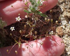 Nemacladus pinnatifidus