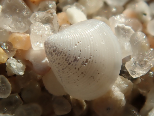 Amethyst Gem Clam