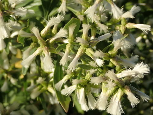 groundsel tree