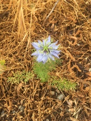 Nigella damascena