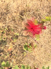Calliandra tergemina