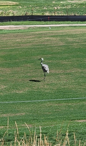 Sandhill Crane