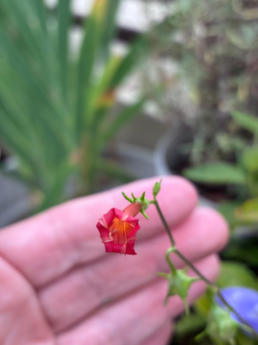 red morning glory