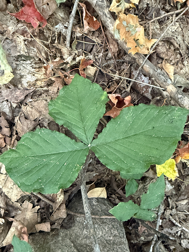 Jack-in-the-Pulpit
