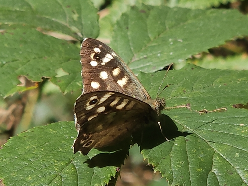 Speckled Wood