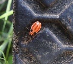 Lygaeus kalmii