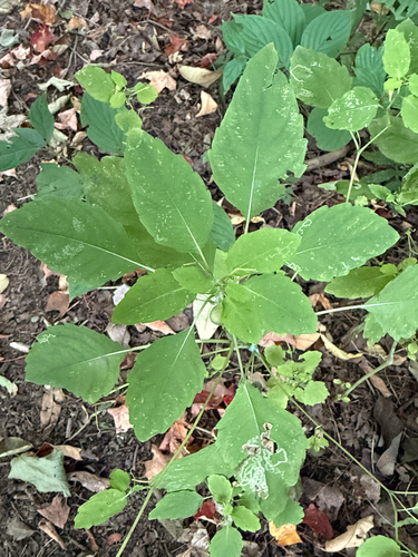 common jewelweed
