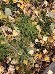 Equisetum sylvaticum, photograph (c) Полина Полежанкина, some rights reserved (CC BY)