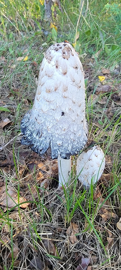 Shaggy Mane · September 2026 · photo: Photo: (c) Lauren Markewicz, some rights reserved (CC BY) · iNaturalist