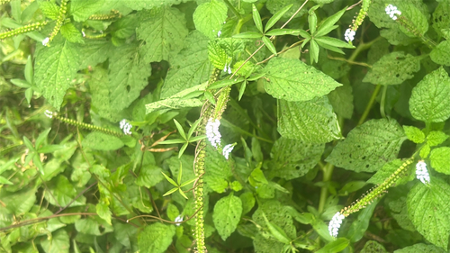 Indian Heliotrope