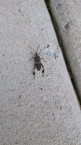 Western Leaf-footed Bug