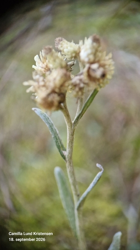 Helichrysum arenarium, photograph 4