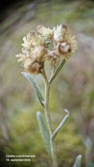 Helichrysum arenarium, photograph (c) Camilla Lund Kristensen, some rights reserved (CC BY)