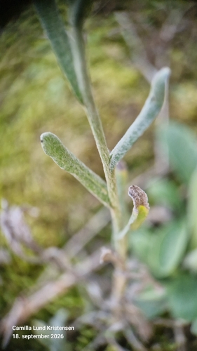 Helichrysum arenarium, photograph 5