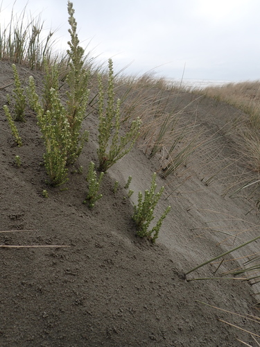 Ozothamnus leptophyllus, photograph 1