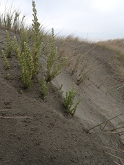Ozothamnus leptophyllus