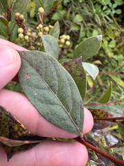 Lyonia ligustrina, photograph author not stated, no rights reserved