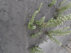 Ozothamnus leptophyllus, photograph (c) Arnim Littek, some rights reserved (CC BY)