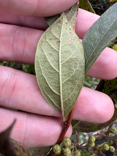 Lyonia ligustrina, photograph 6