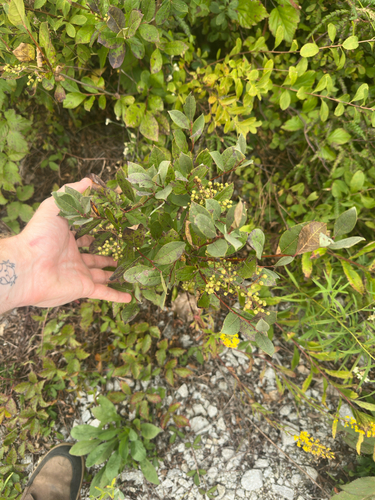 Lyonia ligustrina, photograph 4