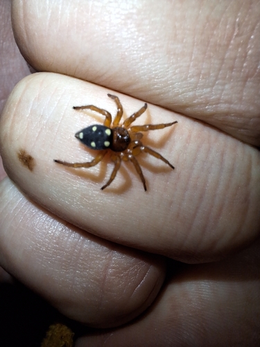 Five-spotted star-web spider